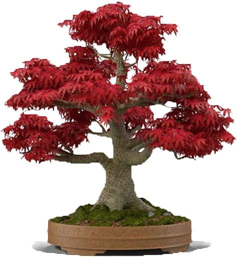 japanese maple bloodgood bonsai